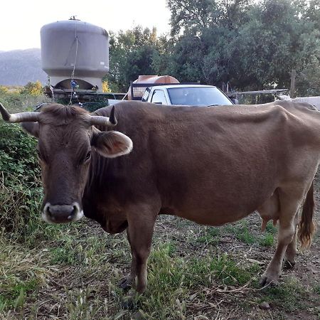 Agriturismo Codula Fuili 卡拉古诺内 外观 照片