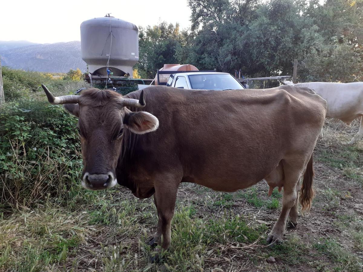 Agriturismo Codula Fuili 卡拉古诺内 外观 照片