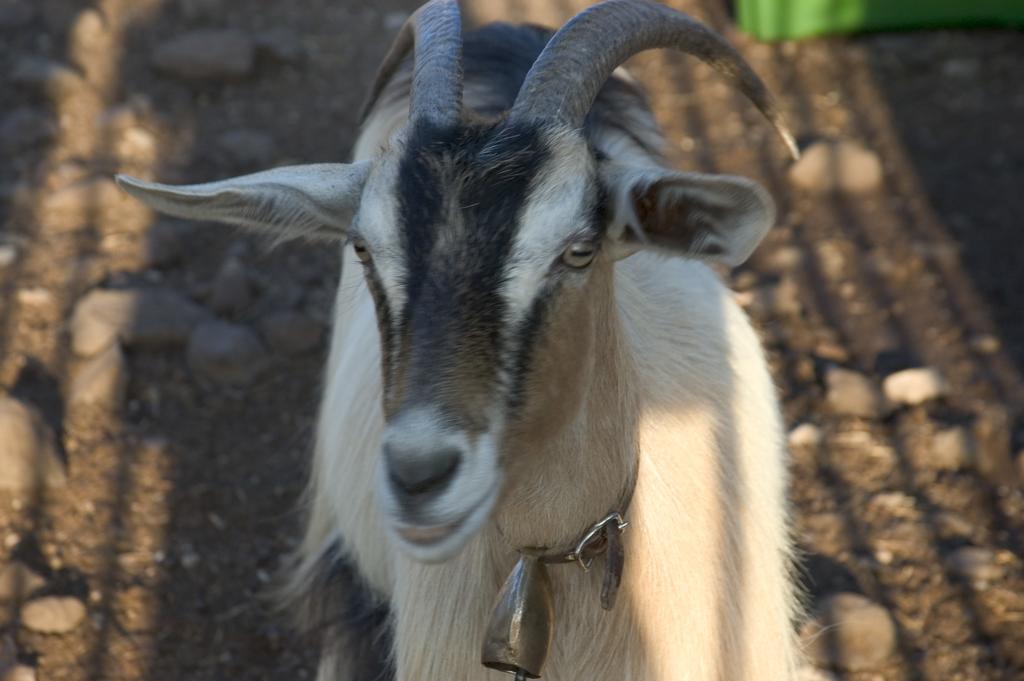 Agriturismo Codula Fuili 卡拉古诺内 外观 照片